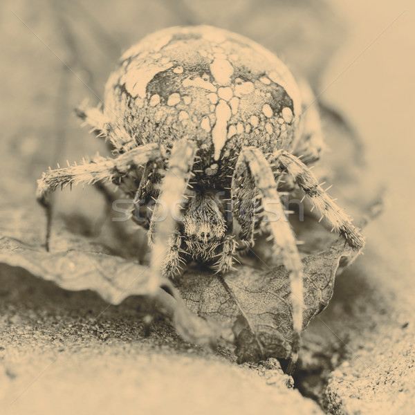 Big Orb spider on the leaf Stock photo © jarin13