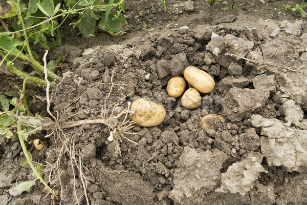 potato harvest Stock photo © jarin13
