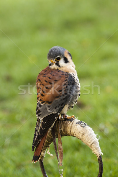 Vogel groene natuur veer bruin wild Stockfoto © jarin13