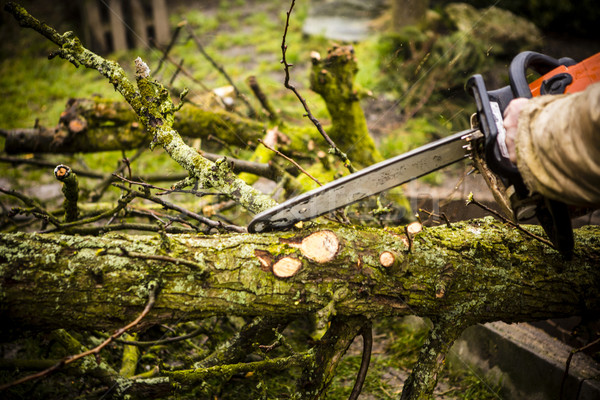 Man sawing a log in his back yard Stock photo © jarin13