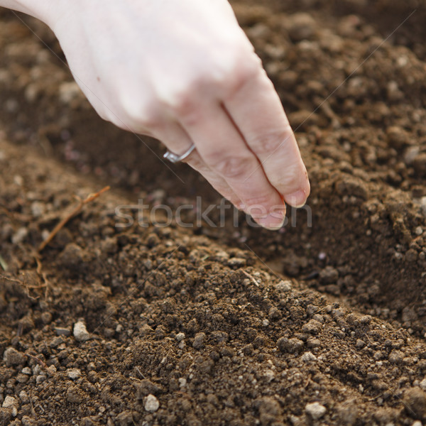 woman hand sowing seed Stock photo © jarin13