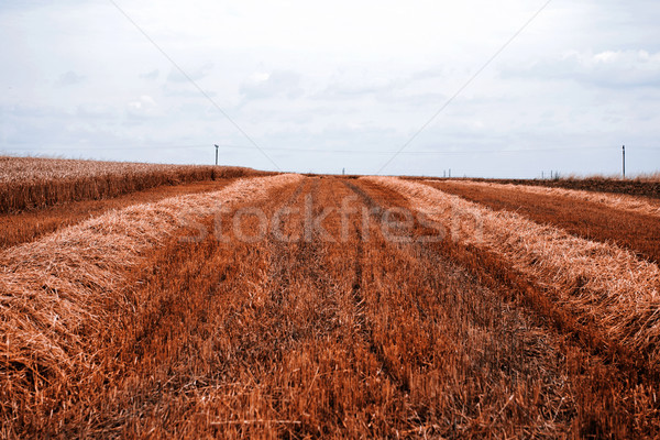 Grain harvest Stock photo © jarin13