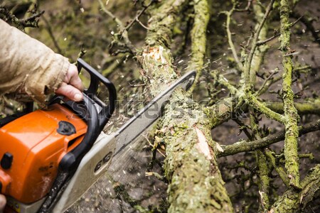 Stock photo: Man sawing a log in his back yard