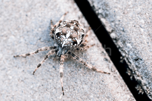 Big Orb spider Stock photo © jarin13