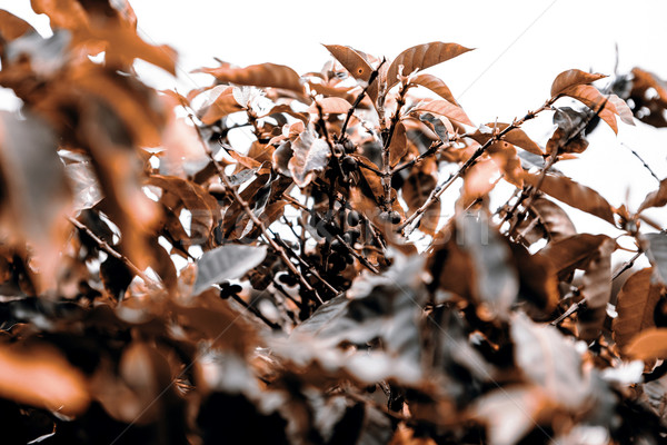 Coffee beans in the nature Stock photo © jarin13