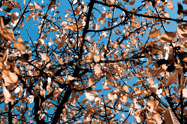 Outono belo blue sky textura árvore natureza Foto stock © jarin13