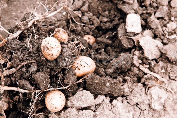 potato harvest Stock photo © jarin13