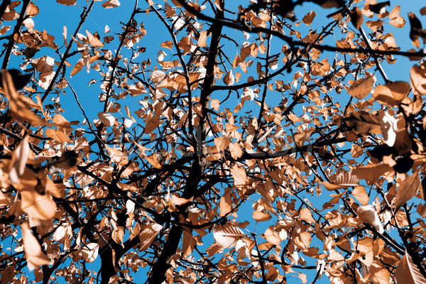 Outono belo blue sky textura árvore natureza Foto stock © jarin13