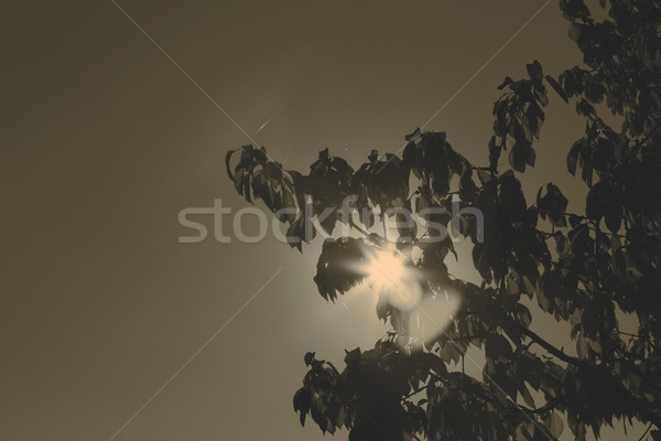 Foto stock: Outono · belo · blue · sky · textura · árvore · natureza