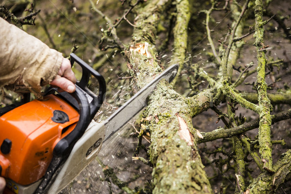 Stock photo: Man sawing a log in his back yard