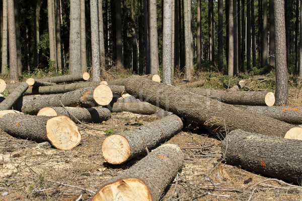 Wood logging Stock photo © jarin13