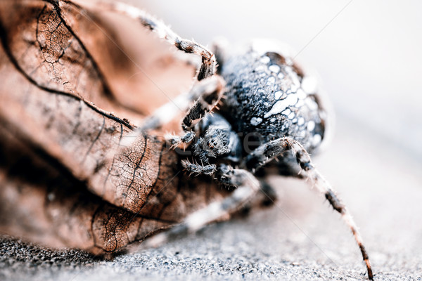 Big Orb spider on the leaf Stock photo © jarin13