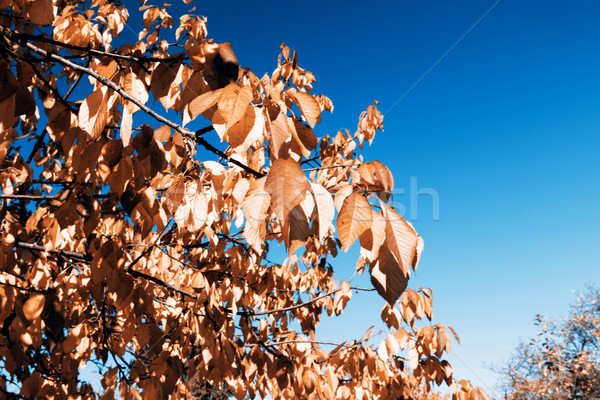 Outono belo blue sky textura árvore natureza Foto stock © jarin13