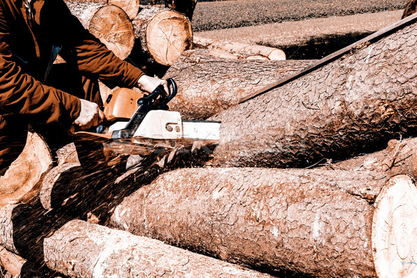Man sawing a log in his back yard Stock photo © jarin13