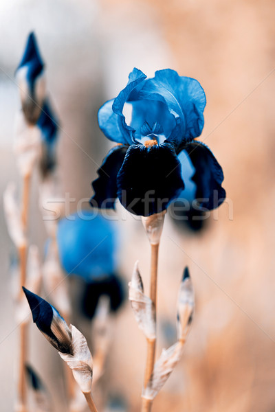 blooming iris Stock photo © jarin13