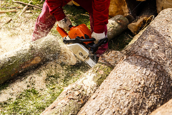 Man sawing a log in his back yard Stock photo © jarin13