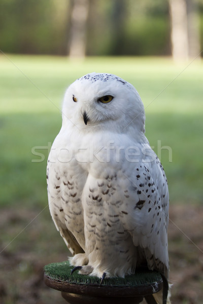 beautiful white owl - Snowy owl, Nyctea scandiaca Stock photo © jarin13