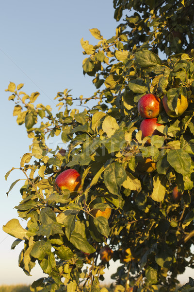 Pomme belle arbre vert alimentaire feuille fruits [[stock_photo]] © jarin13