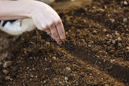woman hand sowing seed Stock photo © jarin13