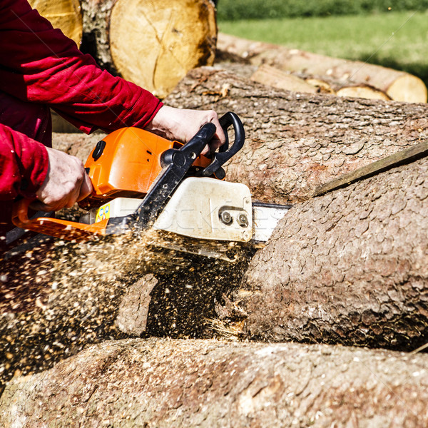 Man sawing a log in his back yard Stock photo © jarin13