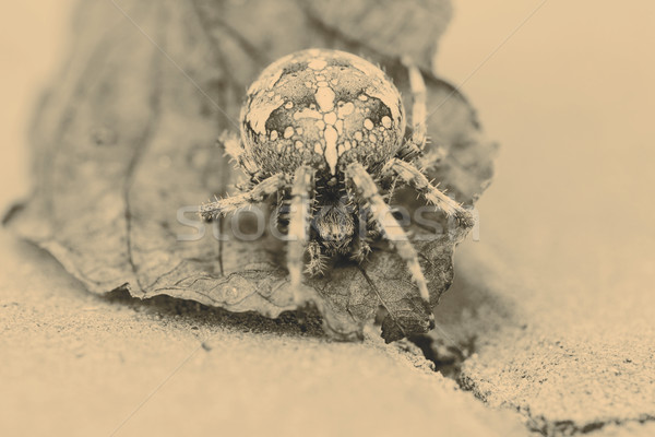 Big Orb spider on the leaf Stock photo © jarin13