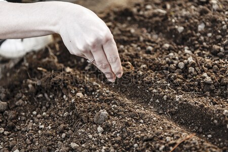 Mulher mão semeadura semente jardinagem jardim Foto stock © jarin13