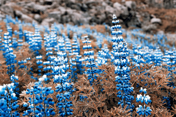 Kék virág Izland felvidék virág kék Alaszka Stock fotó © jarin13