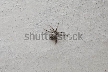 Araignée blanche mur herbe jardin web [[stock_photo]] © jarin13