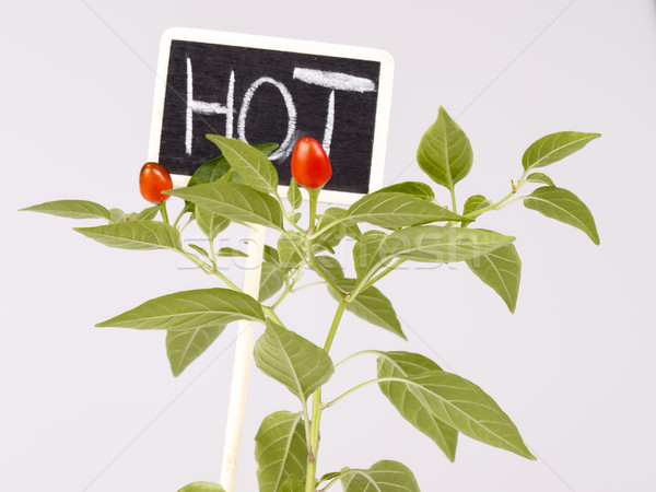 Young hot pepper or chilli with sign and text hot Stock photo © jarin13