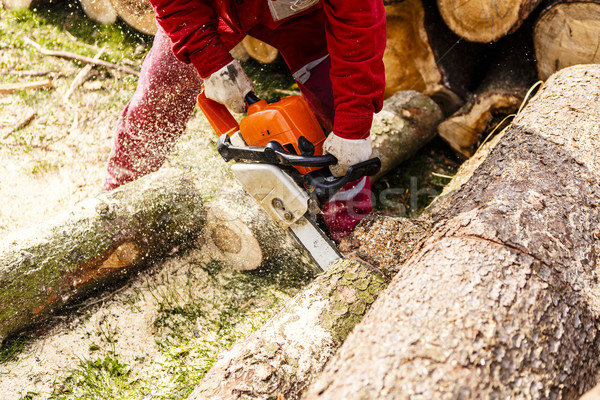 Man sawing a log in his back yard Stock photo © jarin13