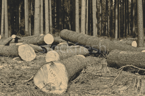 Wood logging Stock photo © jarin13