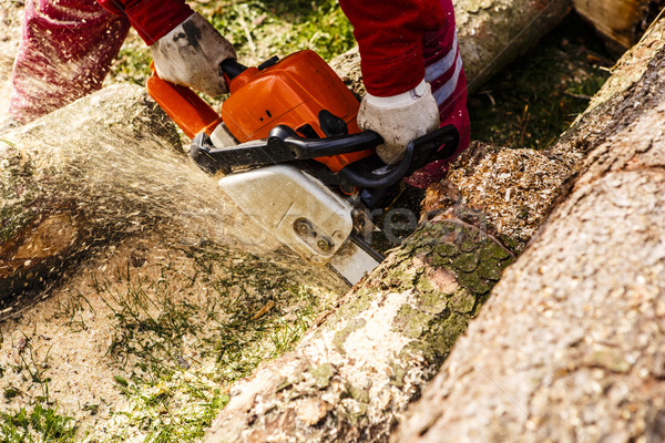 Man sawing a log in his back yard Stock photo © jarin13