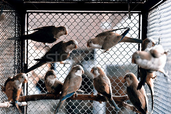 Groene papegaaien paar papegaai amerika nest Stockfoto © jarin13