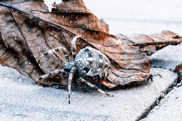 Büyük küre örümcek yaprak harika kahverengi Stok fotoğraf © jarin13