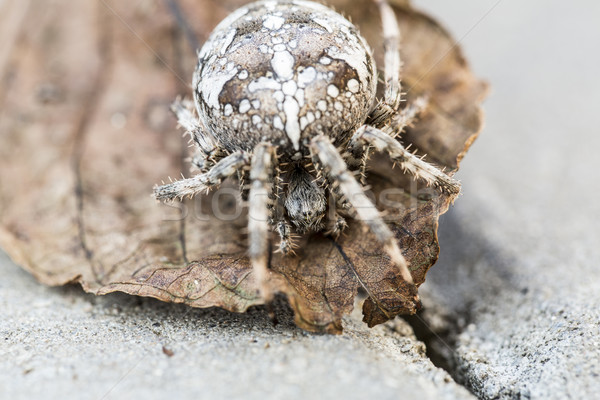 Big Orb spider on the leaf Stock photo © jarin13