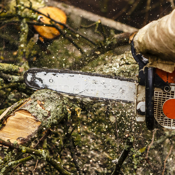 Man sawing a log in his back yard Stock photo © jarin13