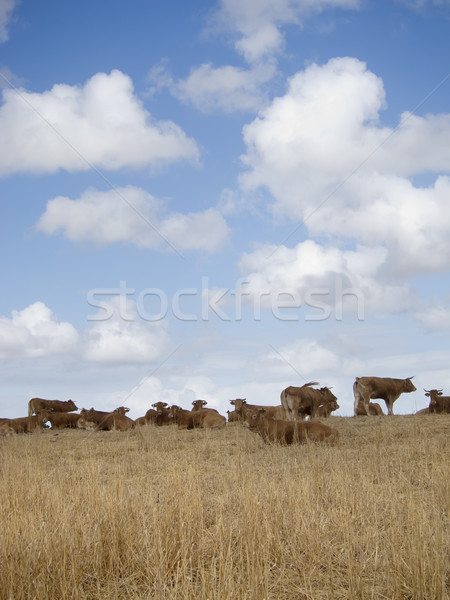 Stockfoto: Landbouw · koe · water · voorjaar · gras · landschap