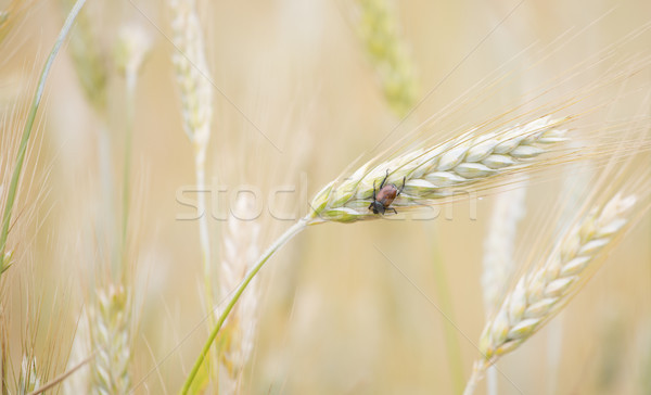 wheat insect Stock photo © jarp17