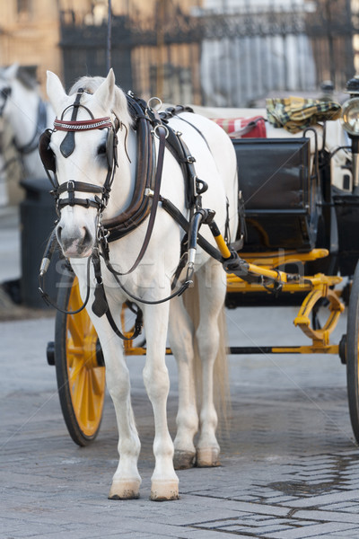 carriage Stock photo © jarp17
