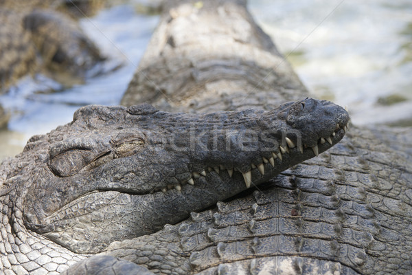 crocodile mouth Stock photo © jarp17