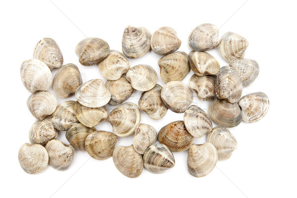 clam Stock photo © jarp17