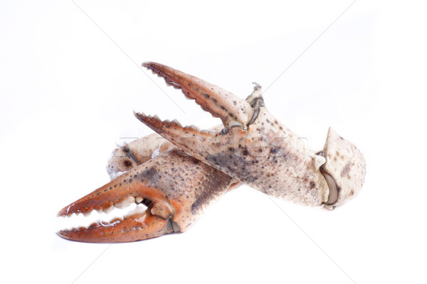 crustacean mouth Stock photo © jarp17