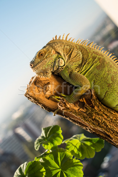 Stockfoto: Leguaan · kruipen · stuk · hout · poseren · portret