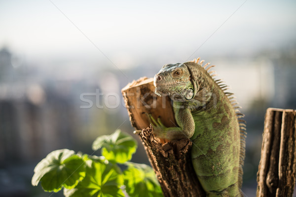 Iguana pezzo legno posa ritratto Foto d'archivio © Jasminko