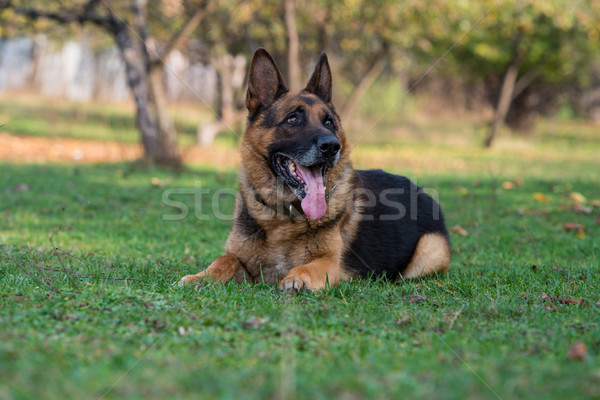 [[stock_photo]]: Pasteur · portrait · herbe · sécurité · automne · animaux · de · compagnie