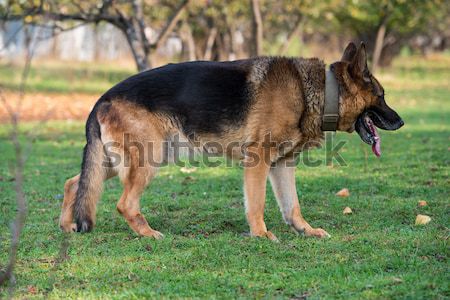 Stock photo: German Shepherd Portrait Side View