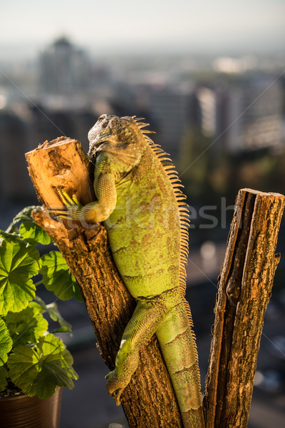 Iguana kúszás darab fa pózol portré Stock fotó © Jasminko