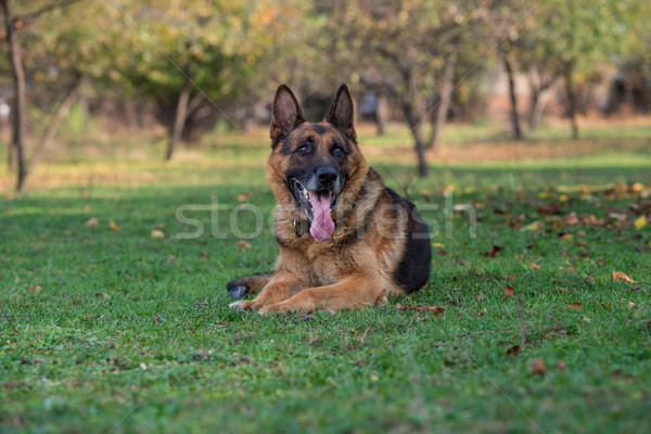 Cão pastor olhando câmera grama segurança Foto stock © Jasminko