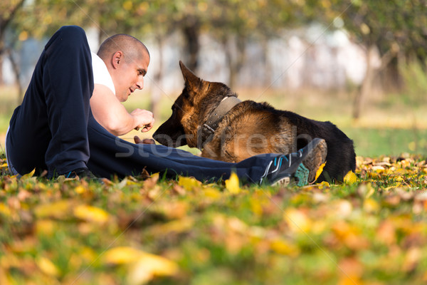 Férfi játszik kutya juhász park erdő Stock fotó © Jasminko