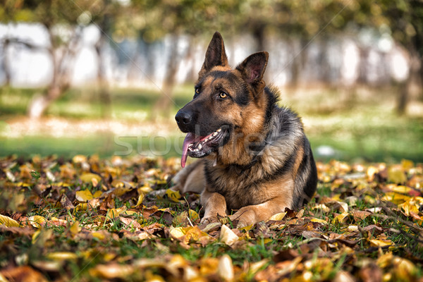 Pasterz policji psa trawy bezpieczeństwa jesienią Zdjęcia stock © Jasminko